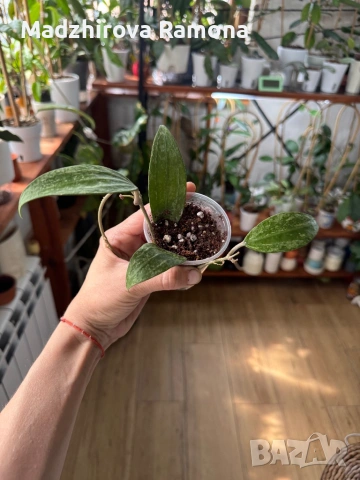 Hoya Хоя Rangsan , снимка 3 - Стайни растения - 54569655