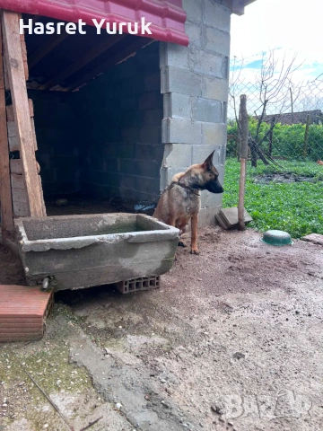 Prodavam kuceta , снимка 3 - Ротвайлер - 55159928