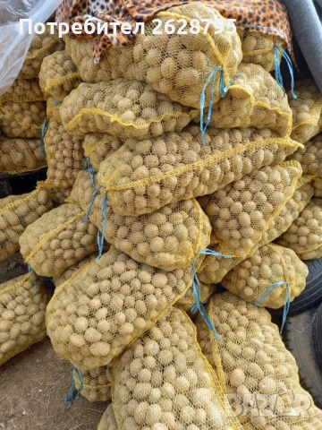 Картофи за семена