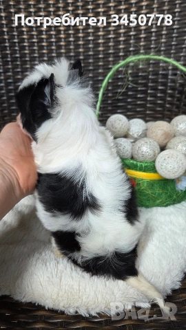 мини бивър момченце, снимка 8 - Йоркширски териер - 54224506