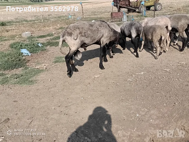 Черноглав Плевенски коч, снимка 5 - Овце - 55587061