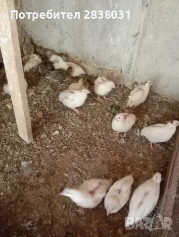 Папагали канарчета пътпъдъци, снимка 7 - Папагали - 55622108