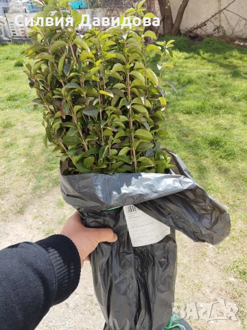 Лигуструм за жив плет 