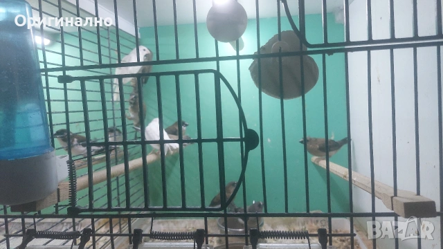 Амадини 🎊 Японски амадини , снимка 17 - Амадини - 54991294