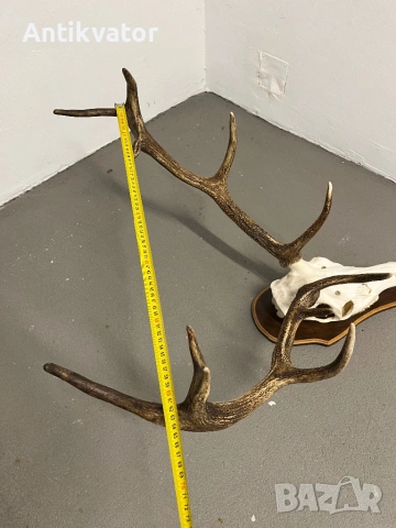 Краси трофей от елен, снимка 6 - Декорация за дома - 54332806