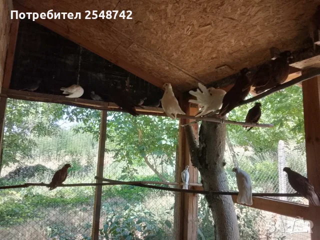 Двукачулати Гълъби , снимка 3 - Гълъби - 55673222