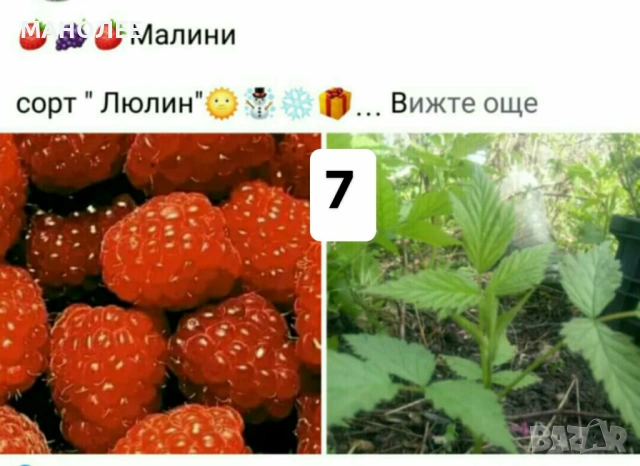 🪻🪴🪷🎁7 вида студоустойчиви растения❄️☃️ -, снимка 7 - Градински цветя и растения - 54099234