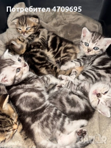 Шотландски котенца