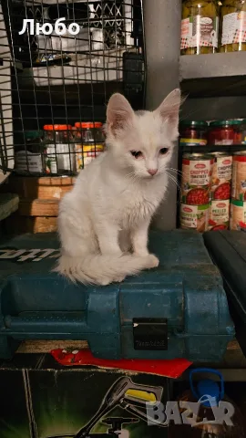 Котенца.на два месеца.чисто бели чудесни за домашен Любимец, снимка 8 - Други - 55577575