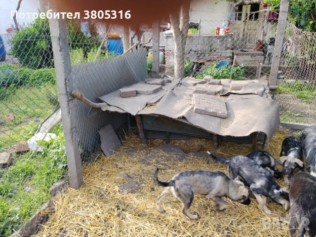 подарявам кученца, снимка 12 - Други - 54445778