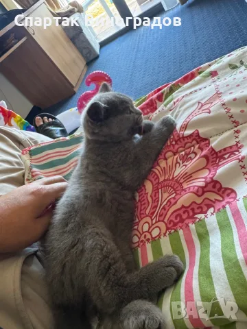 Котенок Шатланский вислоухий 4 месяца, снимка 2 - Британска късокосместа - 55392191