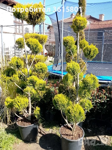 лавровишна , снимка 11 - Градински цветя и растения - 53971651