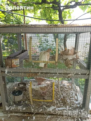 Продавам млади смеещи се гугутки (скумрудки,скумрийки), снимка 5 - Гълъби - 54646032