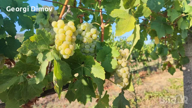Продавам грозде Мускат Отонел