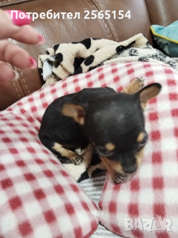 Пинчер мини, снимка 2 - Пинчер - 54150827