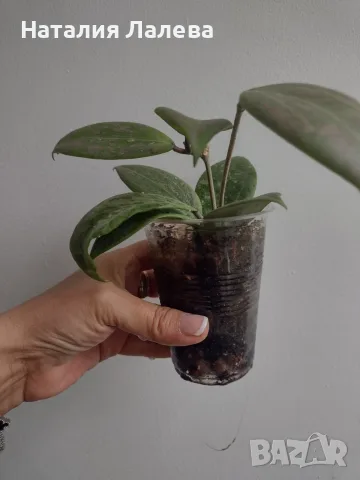 Хоя, hoya wibergiae, снимка 3 - Стайни растения - 55440947