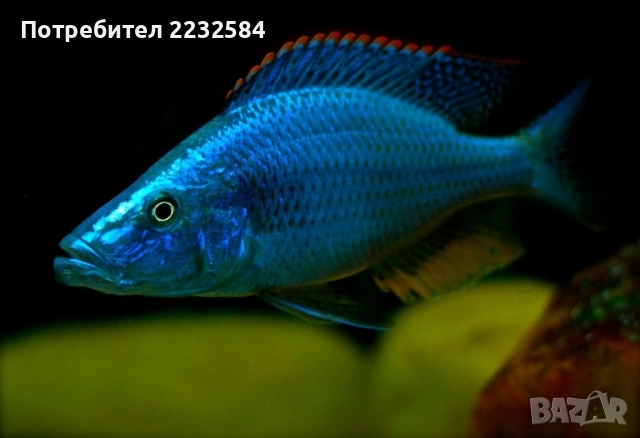 Рибки Африкански цихлиди 