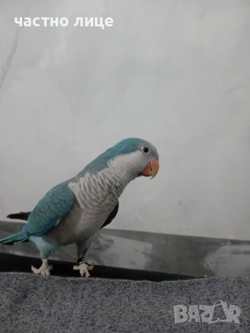 папагал монах, снимка 6 - Папагали - 53958481