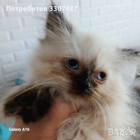 Продавам коте Регдол, снимка 2 - Други - 54607291