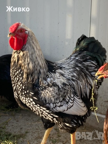 Виандоти, снимка 5 - Кокошки и пуйки - 54063681