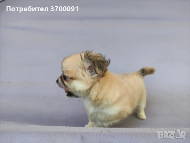 чихуахуа , снимка 7 - Чихуахуа - 54680768