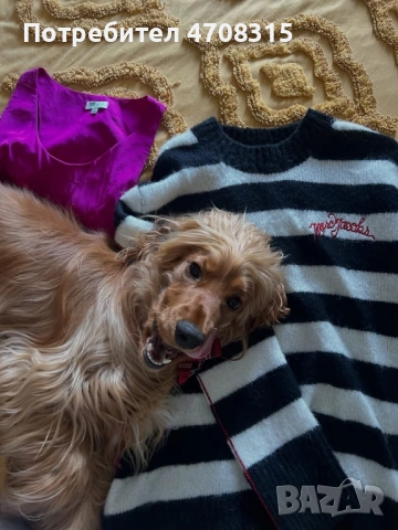 Кокер шпаньол момче ваксина, снимка 9 - Кокер шпаньол - 54218766