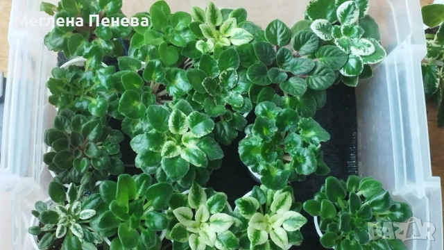 Предлагам мини сортови сентполии, снимка 10 - Стайни растения - 54676194