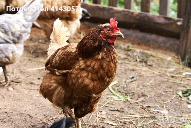 Продаваме ярки - кокошки на 16 седмици