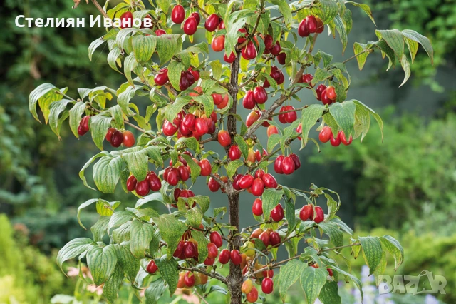 Едроплоден дрян (Cornus mas 'Jolico'), снимка 2 - Градински цветя и растения - 54015949