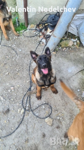 Белгийска овчарка - малиноа