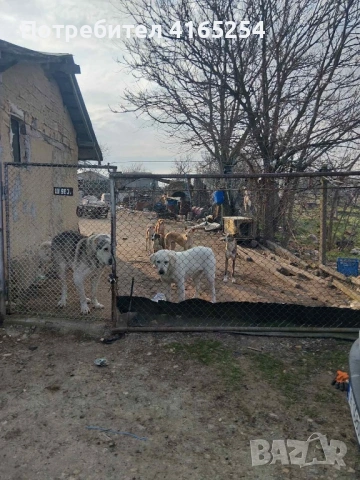 Кученца (алабай) на 40 дни, снимка 10 - Алабай - 54767434
