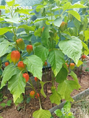 Физалис оранжев, снимка 4 - Разсади - 48237854