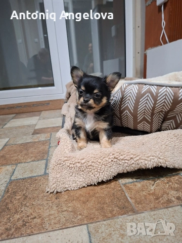 момченце чихуа , снимка 3 - Чихуахуа - 54017940
