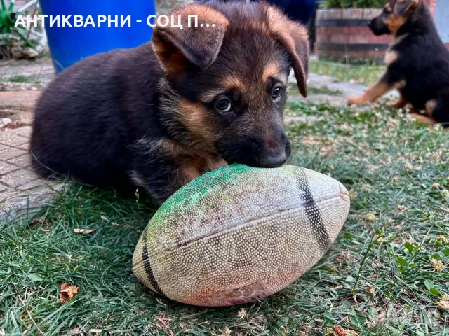 Немски Овчарки, Немска Овчарка. , снимка 6 - Немска овчарка - 55667830