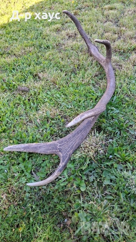 Еленски рог единичен 100см