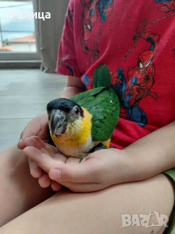 Чернотеменен Кайк/ръчно хранен, снимка 3 - Папагали - 54651533