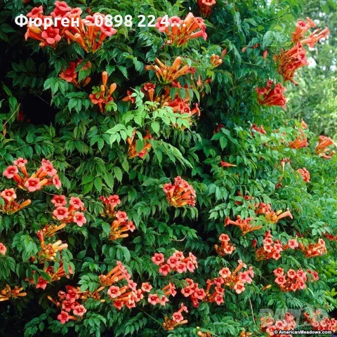  Текома (Tecoma stans) – слънчевата красавица с оранжеви цветове, снимка 7 - Разсади - 55415882