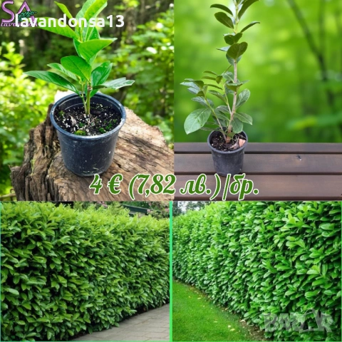 Българска Маслодайна Роза – Дамасцена, Алба, Сентифолия | Разсад, снимка 17 - Градински цветя и растения - 42641069