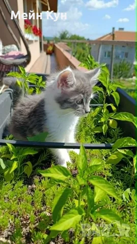 Женско коте Мейн кун, снимка 4 - Мейн кун - 55354403
