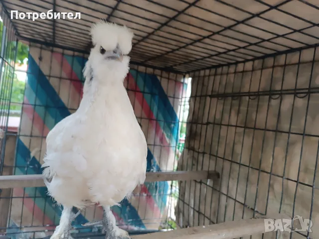 Мини кокошки декорация