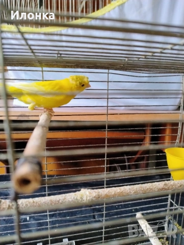 Канарче, снимка 3 - Канари - 54031208