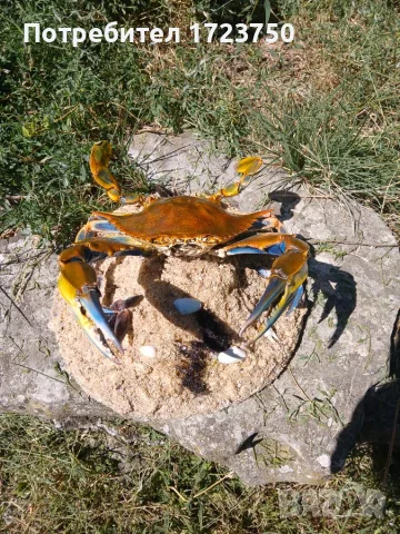Препариран син морски краб, снимка 2 - Декорация за дома - 55644845