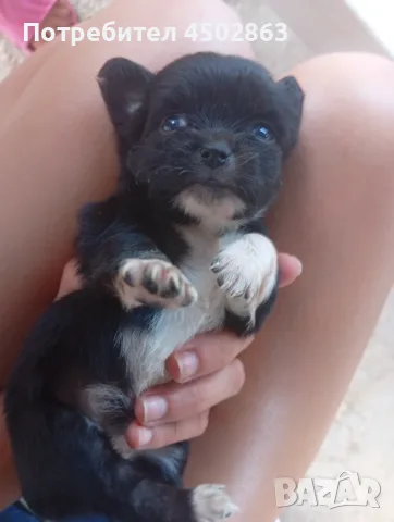 Чихуахуа. Chihuahua , снимка 5 - Чихуахуа - 55423010