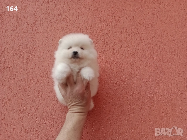 Померани. Реални снимки от 29.03.26 г., снимка 2 - Померан - 54017118