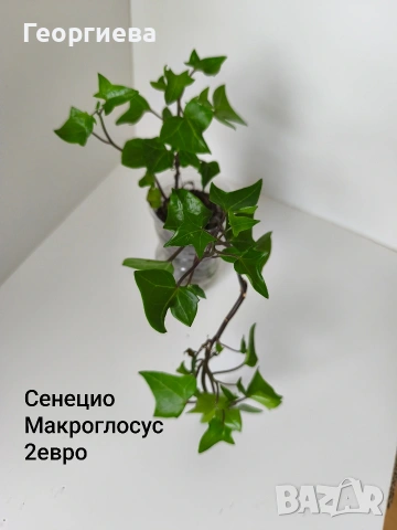 плектрантус, сенецио, снимка 4 - Стайни растения - 54716807