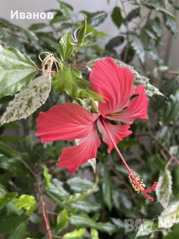 Китайска роза ( Hibiscus rosa-sinensis var. coop), снимка 4 - Стайни растения - 55315250