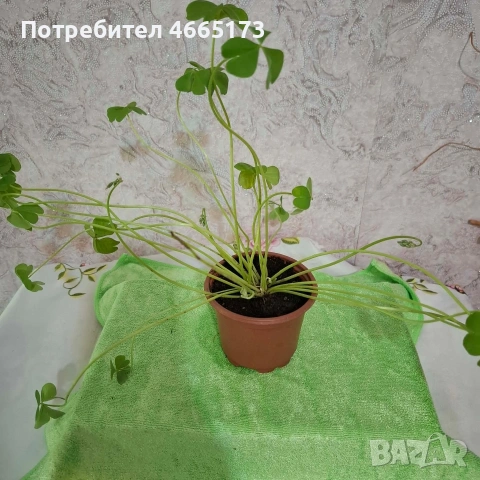 Оксалис/Детелина розова, снимка 6 - Градински цветя и растения - 54378067