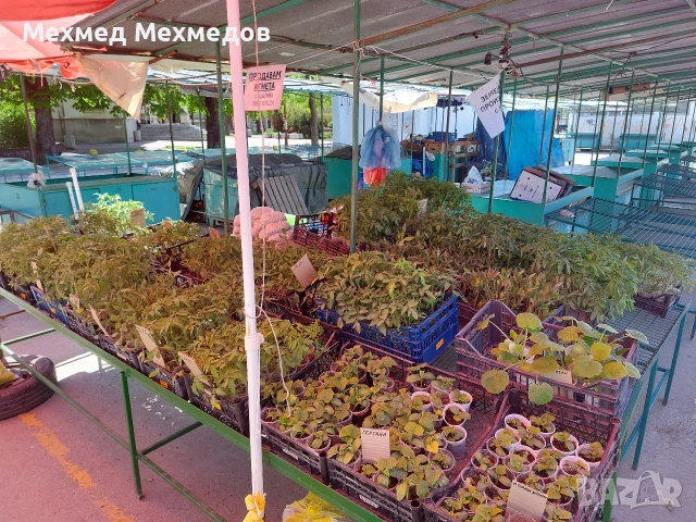 ## 🍅 **ПРОДАВАМ ПЪРВОКЛАСЕН РАЗСАД ДОМАТИ ОТ ПРОИЗВОДИТЕЛ** 🍅, снимка 6 - Разсади - 54156535