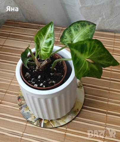 Мини растения - епипремнуми, дяволски бръшлян,монстера, сингониум, фикус бенджамин, снимка 8 - Стайни растения - 53712548