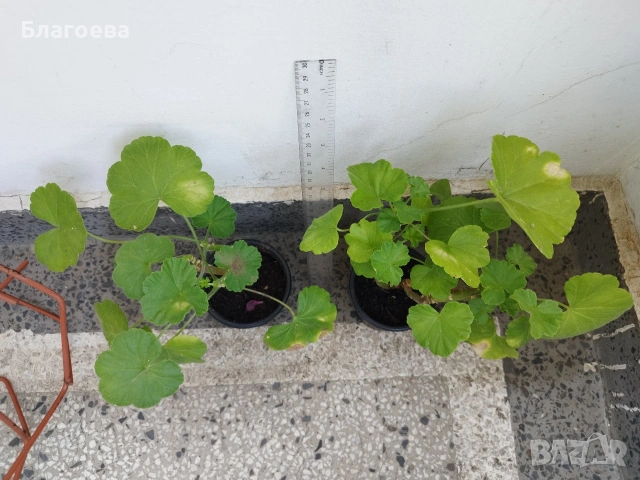 Мушкато различни цветове 2 €/бр, снимка 6 - Стайни растения - 54865354